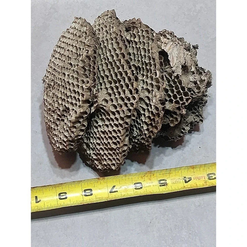 Empty Dried Hornet / Wasp Nest 6 Layers Educational Decoration Taxidermy BEE